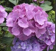 HydrangeamacrophyllaUrsulaviolet