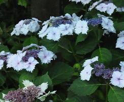 HydrangeamacrophyllaKoriahabitusvn