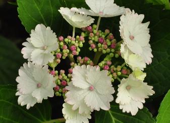 Hydrangea macrophylla 'Koria' closeup