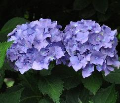 HydrangeamacrophyllaDrSteinigerVN