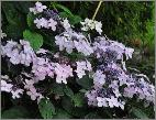 HydrangeamacrophyllaJeanVarnierHabitusvn