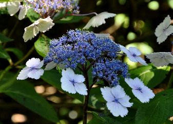 Hydrangea macrophylla 'Nadeshiko Gaku' nice