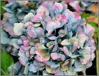 HydrangeamacrophyllaUrsula2VNokt