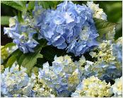 HydrangeamacrophyllaGeneralvicomtessedeVibrayVNN2