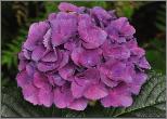 HydrangeamacrophyllaHobergine