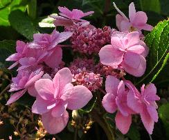 Hydrangea macrophylla 'Jean Varnier' Lacecap closeup bloemen 