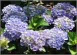 Hydrangea macrophylla 'Xian' nice