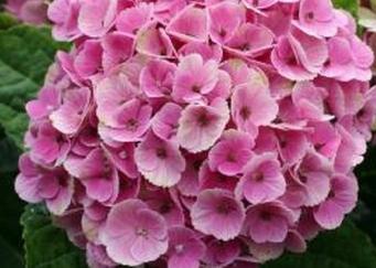 Hydrangea macrophylla magical 'Coral'  rozegroene bloem