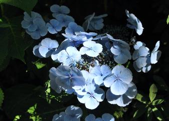 Hydrangea macrophylla 'Blauling' Teller - Wädenswil 1984