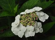 HydrangeamacrophyllaTokyoDelightcloseupfoto