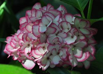 Hydrangea macrophylla 'Mirai'closeup bloem foto Juli