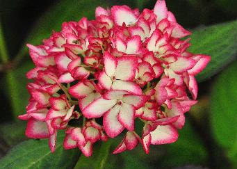 Hydrangea macrophylla Mirai'closeup inflorescence , début de floraison