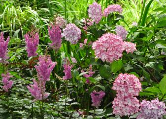 Hydrangea macrophylla 'Mirai' en combinaison avec Astilbe 'Purperkerse'