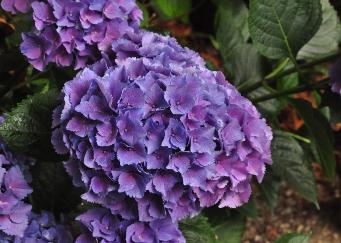 HydrangeamacrophyllaTeverecloseupvn