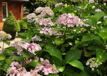 Hydrangea_macrophylla_'Beauté_Vendomoise'_Habitus_loc_hydrangeum_vnn