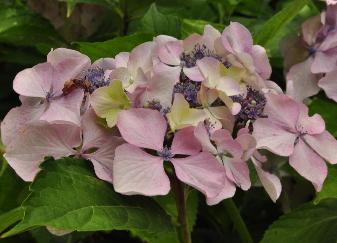 Hydrangea_macrophylla_'Beauté_Vendomoise'_closeup_bloem_vnn_2