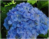 Hydrangea_macrophylla_'Marechal _Foch_'_bloemen_vnn