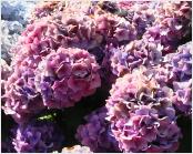 HydrangeamacrophyllaMarieClaireuitbloeivnlocEsveld