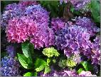 HydrangeamacrophyllaTovelithabitusfoto