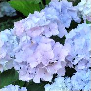 Hydrangea macrophylla 'Adria' closeupbloemlocHydrangeum