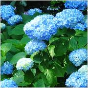 HydrangeamacrophyllaMadameFaustinTravoullionhabitus