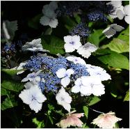 HydrangeamacrophyllaNadeshikoGaku3