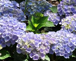 HydrangeamacrophyllaXiannice