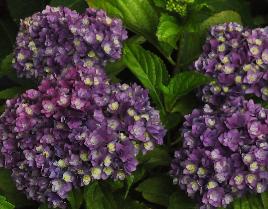 HydrangeamacrophyllaYouMeTogetherbloemenvnn