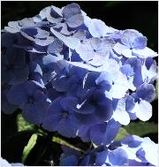 HydrangeamacrophyllaBodenseesynBoncuseBrugger1950VN