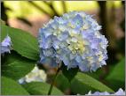 HydrangeamacrophyllaSemperflorensblauwVN
