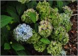 HydrangeamacrophyllaSemperflorensherfstverkleuring2