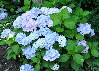 Hydrangea macrophylla 'Alaska' location photo pépinière Sterken