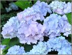 HydrangeamacrophyllaAlaskaschaduwborderjuli