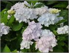 HydrangeamacrophyllaAlaskaVN