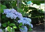 HydrangeamacrophyllaAlaskanice