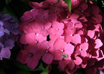 Hydrangea macrophylla 'Alpengluhen'  prise début septembre