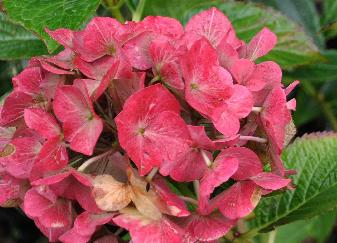 Hydrangea macrophylla 'Glowing Embers'  fin de floraison octobre