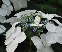 HydrangeamacrophyllaUKcloseupbloemenVNN