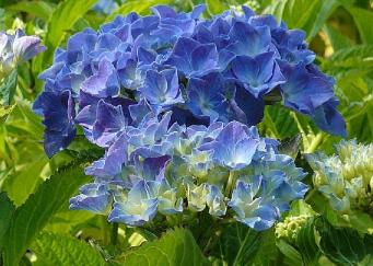 Hydrangea macrophylla 'Labvla 'syn 'Blauer Zwerg'