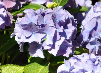 Hydrangea macrophylla 'Lavbla'  photo 2 juillet