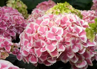 Hydrangea macrophylla 'Harlequin'