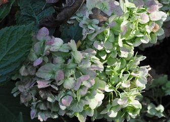 Hydrangea macrophylla 'Mme Emile Moulière' uitbloei oktober vn