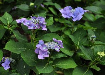 Hydrangea macrophylla 'BlueTit' syn 'Blaumeise' 