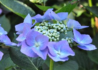 Hydrangea macrophylla 'Blaumeise' closeup
