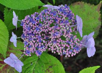 Hydrangea macrophylla 'Darts Songbird' lacecap inflorescence