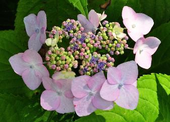 Hydrangea macrophylla 'Dart 's Songbird'  ouverture des fleurs fertiles