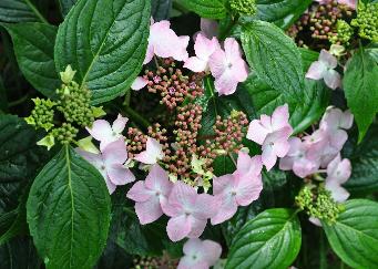 Hydrangea macrophylla 'Jean Varnier' eind juni 