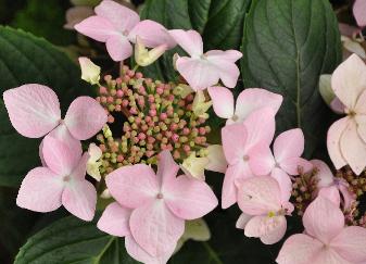 Hydrangea macrophylla 'Jean Varnier 'lacecap VNN