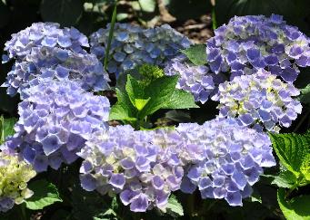 Hydrangea macrophylla 'Xian' in zure grond 