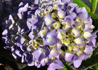 HydrangeamacrophyllaBeneluxaluininvloed